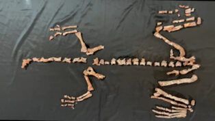 Esqueleto quase completo do Huayracursor jaguensis
