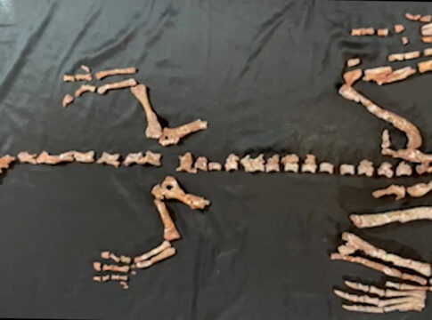 Esqueleto quase completo do Huayracursor jaguensis