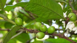 Frutos do Café com folhas e flor.