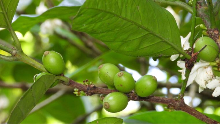 Frutos do Café com folhas e flor.