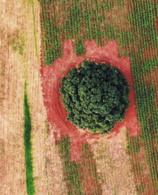 Imagem aérea mostra uma paisagem agrícola com diferentes tons de verde e marrom, formando faixas de plantação. No centro, há uma grande árvore isolada, cercada por solo avermelhado, destacando-se no meio das lavouras organizadas em linhas paralelas. A cena evidencia o contraste entre a vegetação densa da árvore e o cultivo ao redor, sugerindo equilíbrio entre agricultura e preservação ambiental.