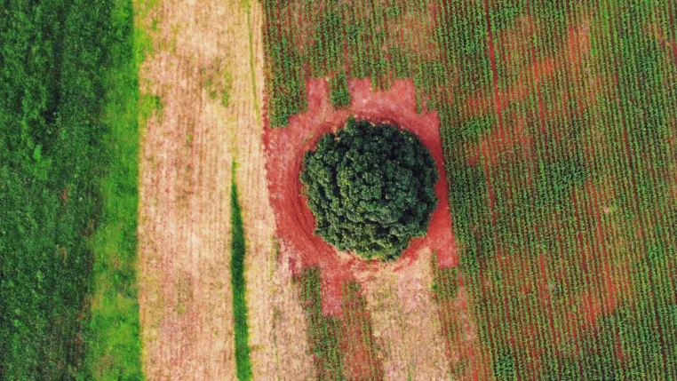 Imagem aérea mostra uma paisagem agrícola com diferentes tons de verde e marrom, formando faixas de plantação. No centro, há uma grande árvore isolada, cercada por solo avermelhado, destacando-se no meio das lavouras organizadas em linhas paralelas. A cena evidencia o contraste entre a vegetação densa da árvore e o cultivo ao redor, sugerindo equilíbrio entre agricultura e preservação ambiental.