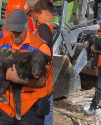 Cachorro Nick sendo carregado no colo dos socorristas
