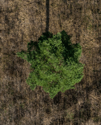 Imagem aérea mostra uma única árvore de copa verde e densa no centro de uma área seca e marrom, coberta por vegetação rasteira e galhos secos. O contraste de cores evidencia o isolamento da árvore em meio ao desmatamento ou degradação ambiental ao redor.