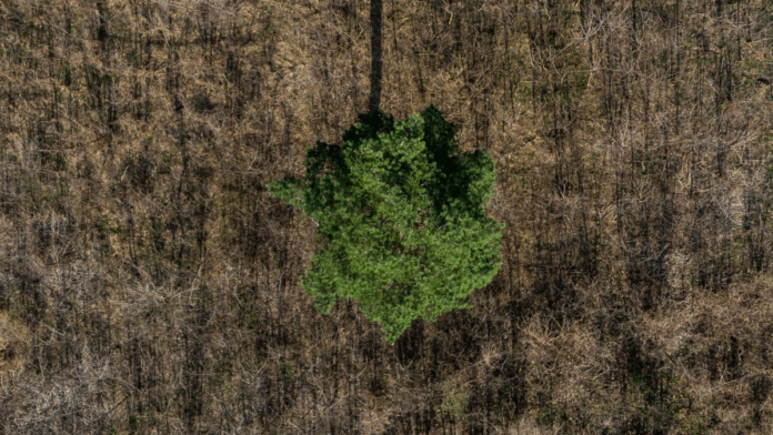 Imagem aérea mostra uma única árvore de copa verde e densa no centro de uma área seca e marrom, coberta por vegetação rasteira e galhos secos. O contraste de cores evidencia o isolamento da árvore em meio ao desmatamento ou degradação ambiental ao redor.