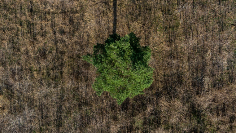 Imagem aérea mostra uma única árvore de copa verde e densa no centro de uma área seca e marrom, coberta por vegetação rasteira e galhos secos. O contraste de cores evidencia o isolamento da árvore em meio ao desmatamento ou degradação ambiental ao redor.