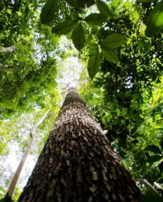 Revista The Economist elogia ações do Brasil para salvar as florestas