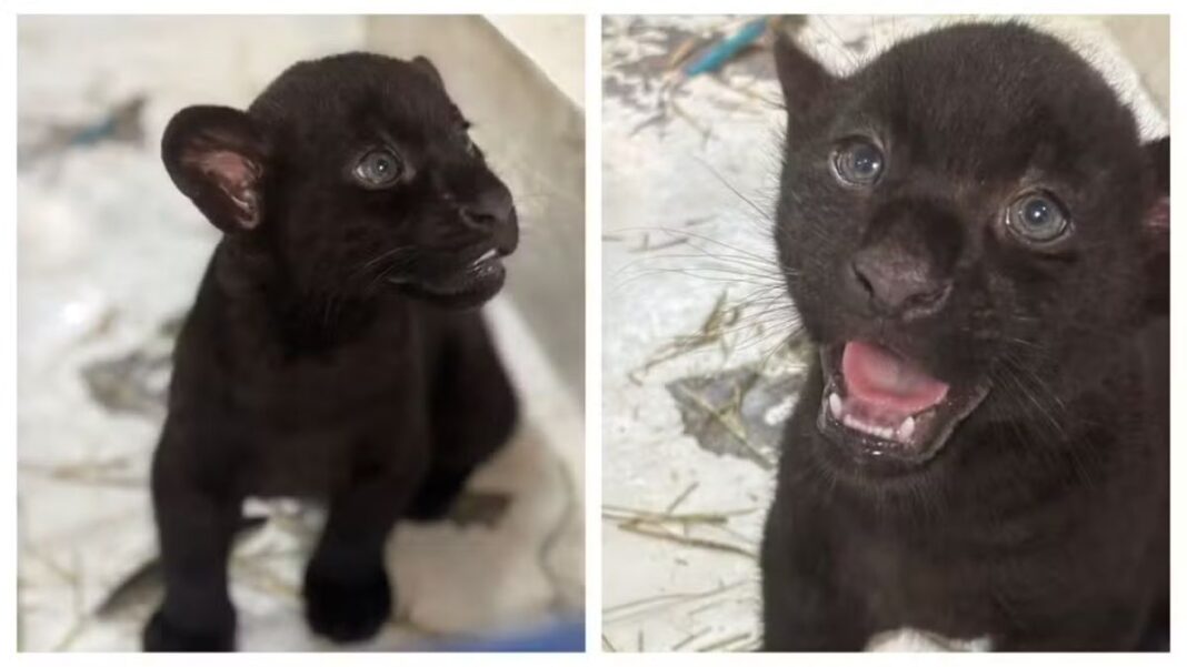 Onças-pintadas com melanismo nascidas no Animália Park