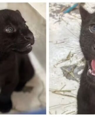 Onças-pintadas com melanismo nascidas no Animália Park