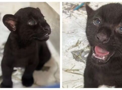 Onças-pintadas com melanismo nascidas no Animália Park