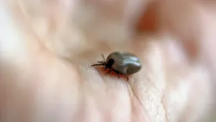 Carrapato vetor da febre maculosa