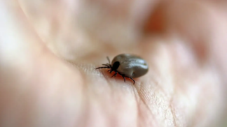 Carrapato vetor da febre maculosa