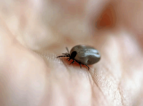 Carrapato vetor da febre maculosa