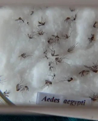 Pesquisa do Butantan padroniza nomenclatura de vírus da dengue