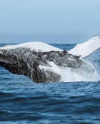 Festival une ciência, tecnologia e meio ambiente no audiovisual