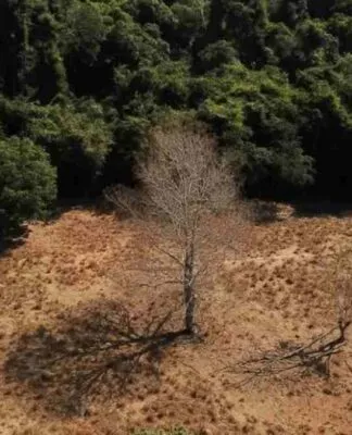 Brasil pode suprir demanda por bioenergia sem desmatar, aponta estudo