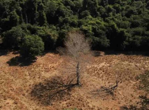 Brasil pode suprir demanda por bioenergia sem desmatar, aponta estudo