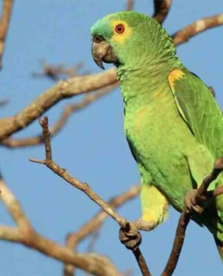 SP coloca mais de 800 espécies de aves em novo catálogo; confira