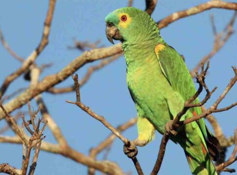 SP coloca mais de 800 espécies de aves em novo catálogo; confira