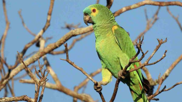 SP coloca mais de 800 espécies de aves em novo catálogo; confira