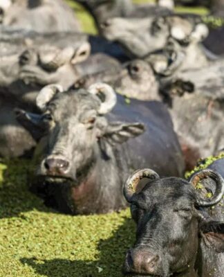 Fazendeiro planeja criar “universidade do búfalo” na Ilha de Marajó