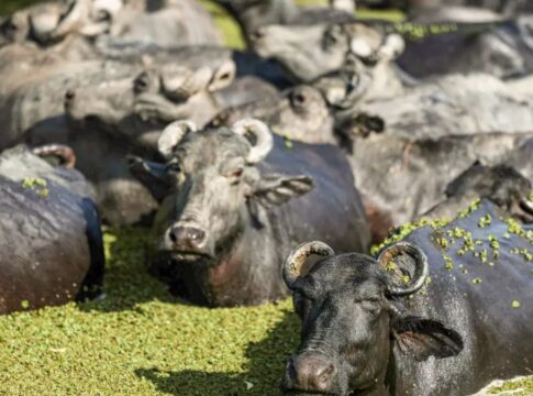 Fazendeiro planeja criar “universidade do búfalo” na Ilha de Marajó