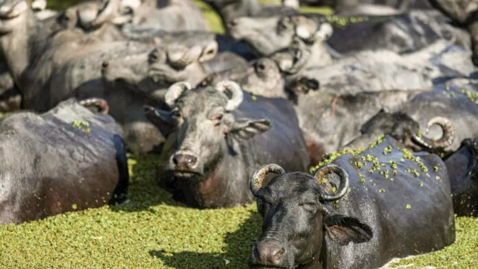 Fazendeiro planeja criar “universidade do búfalo” na Ilha de Marajó