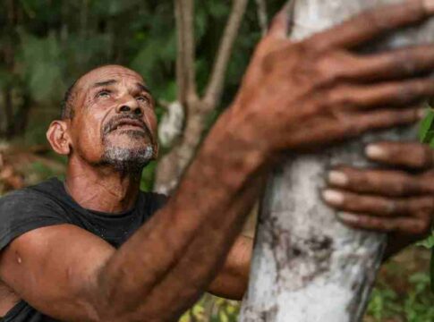 Projeto transforma áreas de queimada em produção sustentável no Marajó