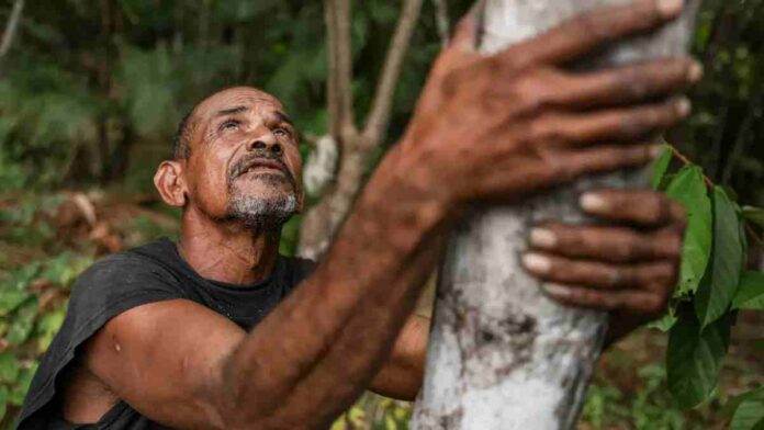 Projeto transforma áreas de queimada em produção sustentável no Marajó