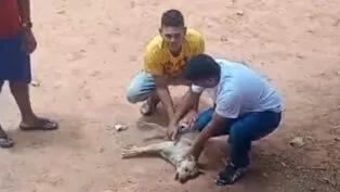 Dois homens estão agachados sobre o cachorro. O homem à esquerda está vestindo uma camiseta amarela e calças jeans claras. Ele está segurando ou tocando suavemente a região do pescoço e tórax do animal. O homem à direita está vestindo uma camisa de cor clara (talvez azul ou branca) e calças jeans escuras. Ele está segurando a parte traseira do corpo do cachorro. A expressão facial de ambos parece ser de preocupação ou cuidado.