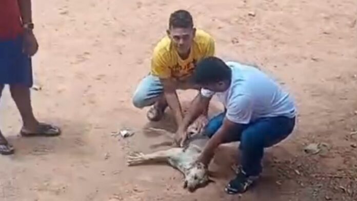 Dois homens estão agachados sobre o cachorro. O homem à esquerda está vestindo uma camiseta amarela e calças jeans claras. Ele está segurando ou tocando suavemente a região do pescoço e tórax do animal. O homem à direita está vestindo uma camisa de cor clara (talvez azul ou branca) e calças jeans escuras. Ele está segurando a parte traseira do corpo do cachorro. A expressão facial de ambos parece ser de preocupação ou cuidado.
