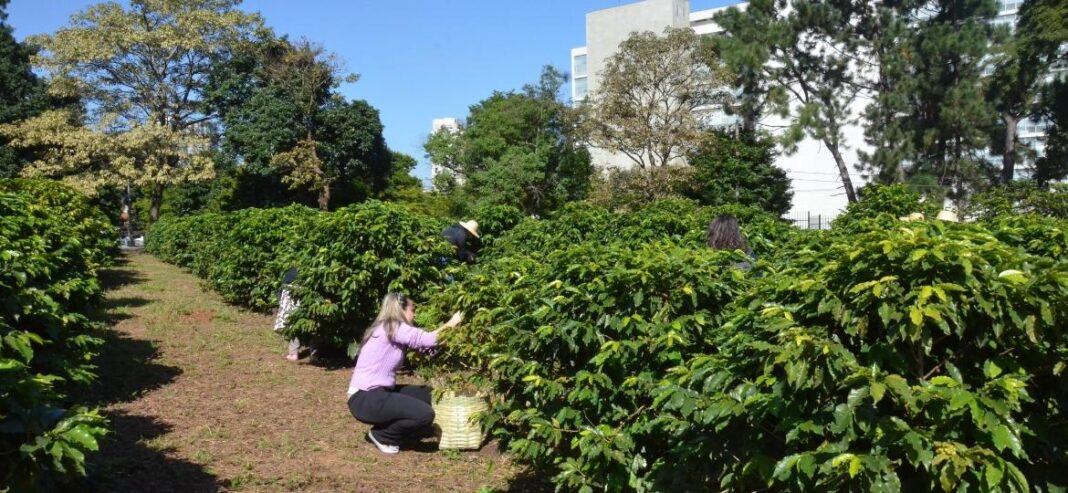 Cafezal do Instituto Biológico