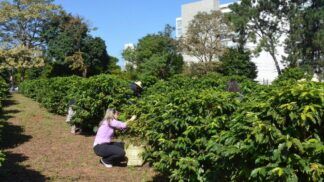 Cafezal do Instituto Biológico