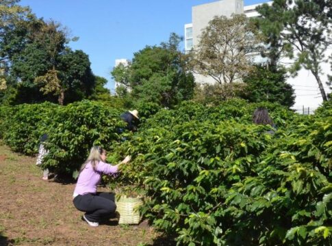 Cafezal do Instituto Biológico
