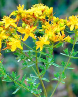 Erva-de-são-joao, são flores pequenas amarelas com caules com bastante folhas verdes