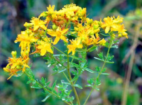 Erva-de-são-joao, são flores pequenas amarelas com caules com bastante folhas verdes