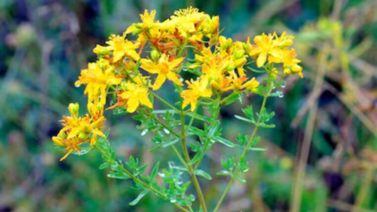 Erva-de-são-joao, são flores pequenas amarelas com caules com bastante folhas verdes