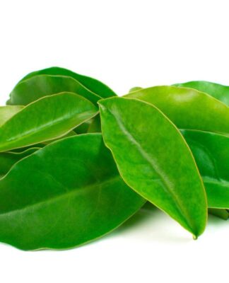 Imagem coloirda de ora-pro-nobis