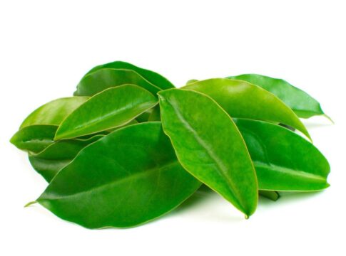 Imagem coloirda de ora-pro-nobis