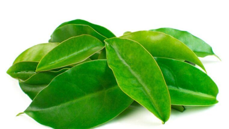 Imagem coloirda de ora-pro-nobis