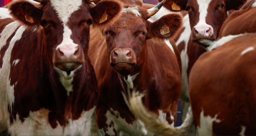 Grupo de vacas brancas e marrom