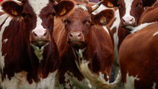 Grupo de vacas brancas e marrom