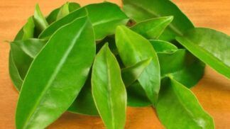 Folhas de ora-pro-nóbis