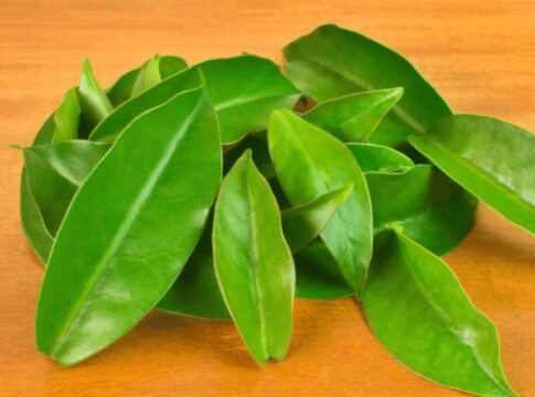 Folhas de ora-pro-nóbis