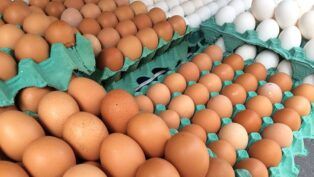 A imagem é um plano aproximado que mostra uma grande quantidade de ovos dispostos em bandejas de papelão verde. O foco principal está na variedade de cores dos ovos. A maior parte dos ovos, em primeiro plano e no centro, é marrom claro ou alaranjada (ovos vermelhos). No canto superior direito, há uma fileira diagonal de ovos brancos, contrastando com os marrons.