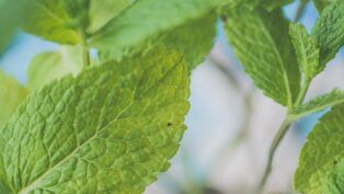 Folhas de hortelã verdes