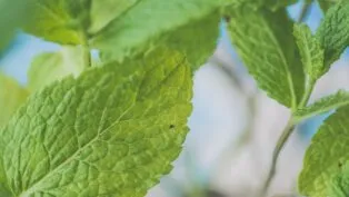 Folhas de hortelã verdes