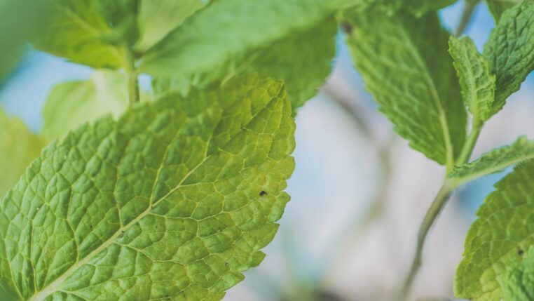 Folhas de hortelã verdes