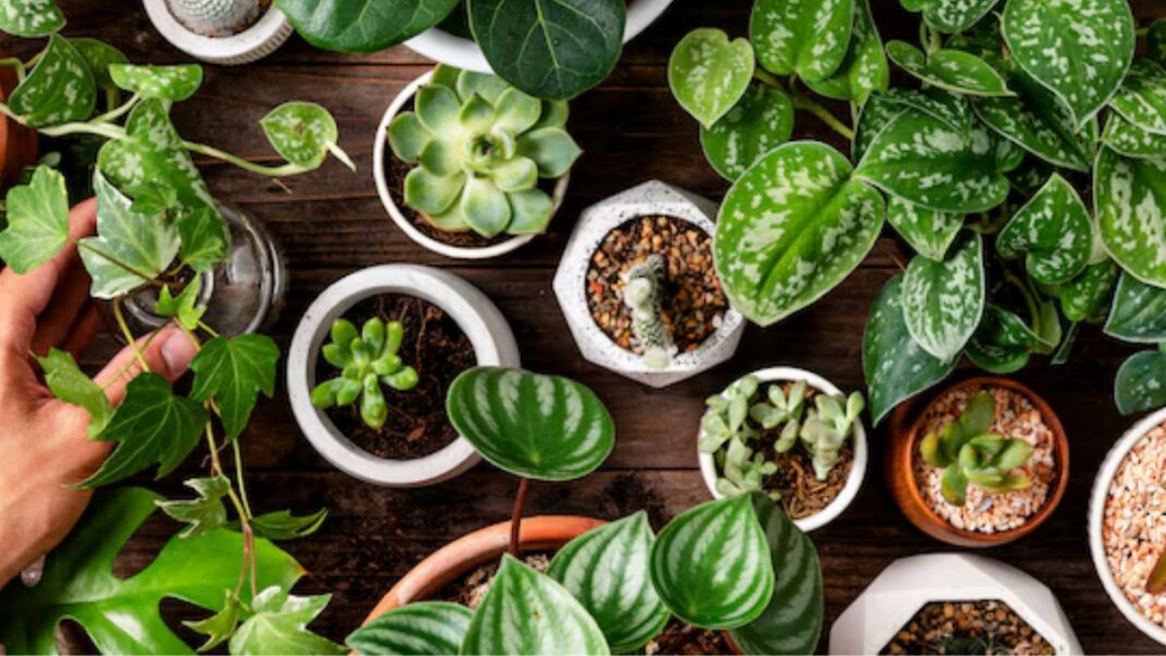 Plantação de plantas em diversos vazos
