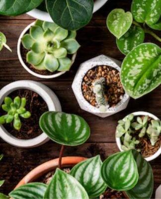 Plantação de plantas em diversos vazos